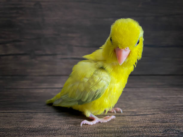 istock Forpus yellow color parrot bird 1408063636