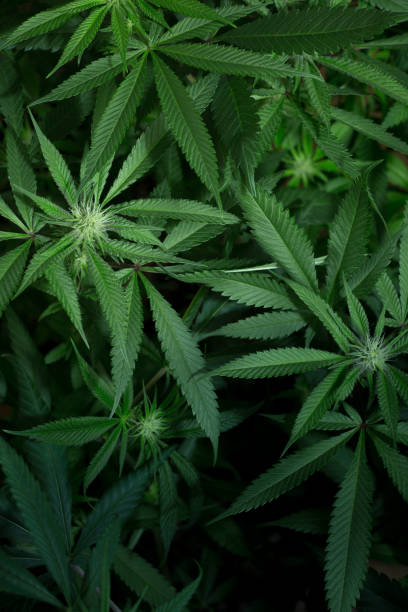 istock Pre-flowering Female Marijuana Plant 1408063773