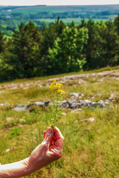 Medicinal herbs growing in a wild meadow. Yellow flowering St. John's wort in the hands of a pharmacist. Natural herbal medicine, ecology, summer season. stock photo