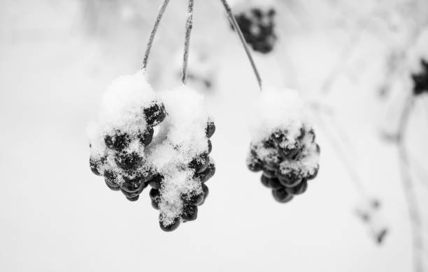 istock Black berries under the snow in winter 1408065267