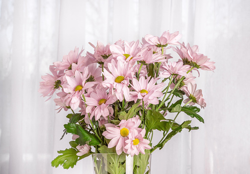 Beautiful bouquet of blooming pink chrysanthemums.