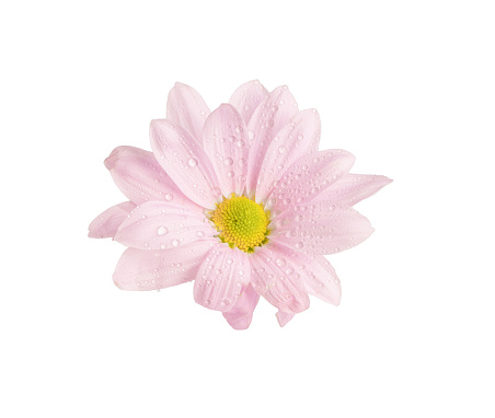 Chrysanthemum flower with water drops isolated on white background.