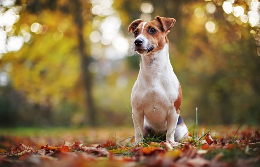 Small Jack Russell terrier sitting on forest path, one paw up, yellow orange leaves in autumn, blurred trees background