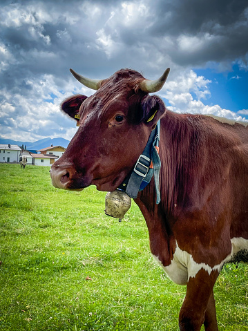 A pretty brown and white spotted dairy cow on a green meadow, with a bell around her neck, at noon in Austria in July