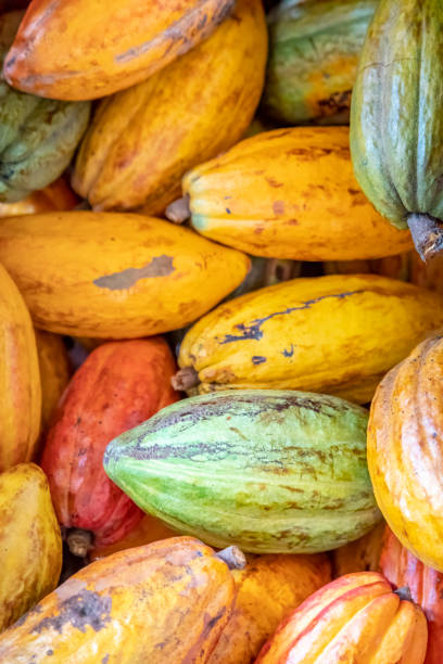 istock Cocoa pattern in public market, Bahia, Brazil 1408068335