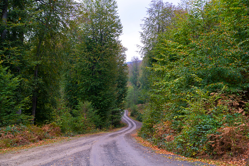 Dark Forest Road.