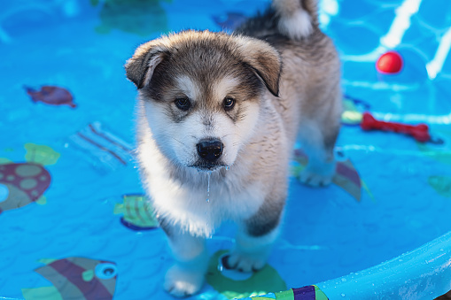 An Alaskan Malamute cools off from Summer heat in a small pool.