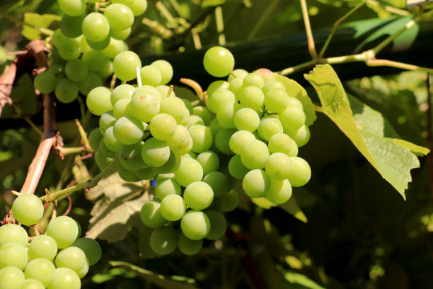 Bunch of grapes in orchard stock photo