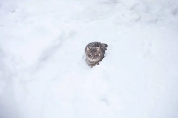 Photo of a gray cat sits in the snow. it's lightly sprinkled with snow