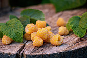 Yellow raspberry with green leaves on a wooden stump. Close-up. Selective focus.