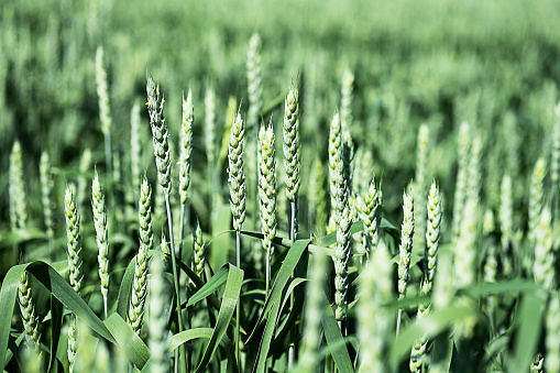 Wheat spikelets at farm field, close up. Young green ears of wheat crop plants, selective focus. Agriculture background.