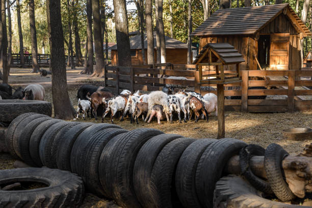 istock Several wild goats and kids in a wire corral eat grass 1408073241