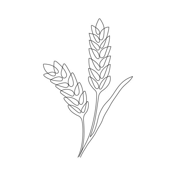 ilustrações de stock, clip art, desenhos animados e ícones de wheat grain ear, nature bread, one single continuous art line drawing. linear sketch of wheat, rice, corn, oat ear and grain. outline spica plant for agriculture, cereal products, bakery. vector - wheat cereal plant oat crop