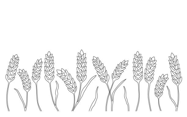 밀 곡물 귀 경계, 자연 패턴, 연속 아트 라인 드로잉. 밀, 보리, 쌀, 옥수수, 귀리 귀 및 곡물의 선형 스케치. 농업, 시리얼 제품, 빵집을위한 향신료 식물을 개략적으로 설명합니다. 벡터 - barley grass wheat isolated stock illustrations