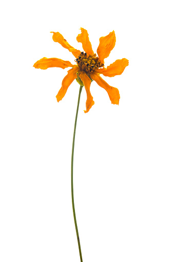 Yellow flower on white background