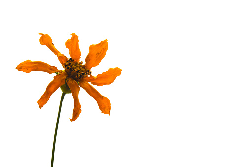 A over the hill dried up yellow coreopsis.