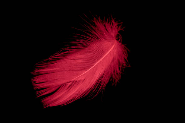 istock a red goose feather on a black isolated background 1408075400