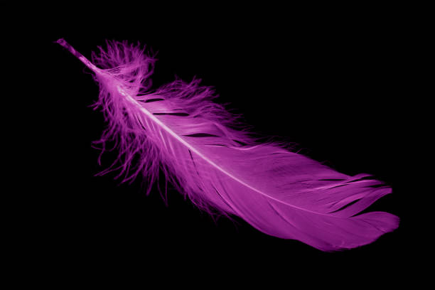 istock violet feather goose on a black isolated background 1408075501
