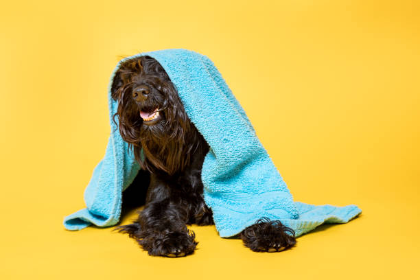 istock Schnauzer miniature with a towel on his head against yellow background 1408076511