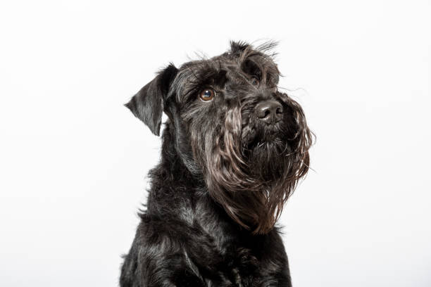 istock Studio portrait of a miniature schnauzer dog on white background 1408076549