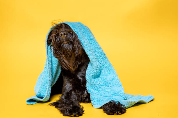 istock Schnauzer miniature with a towel on his head against yellow background 1408076573