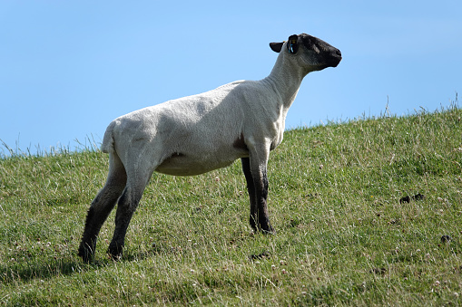 A German Blackheaded Mutton sheep standing on the grass of a dyke in the north of Germany. This breed descends from English black-headed sheep.