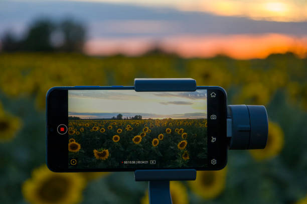 istock Steadicam for phone that shoots sunflowers 1408077132