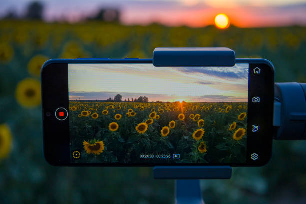 istock Steadicam for phone that shoots sunflowers 1408077883