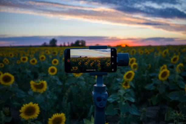 istock Steadicam for phone that shoots sunflowers 1408077941