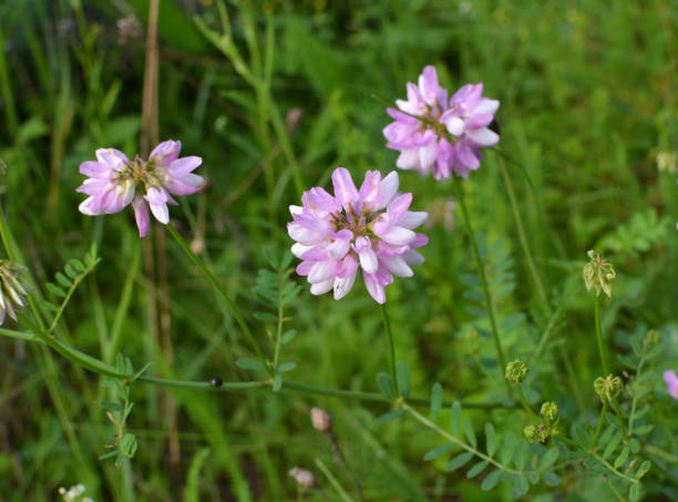 istock In nature, Securigera varia grows in herbs 1408078007