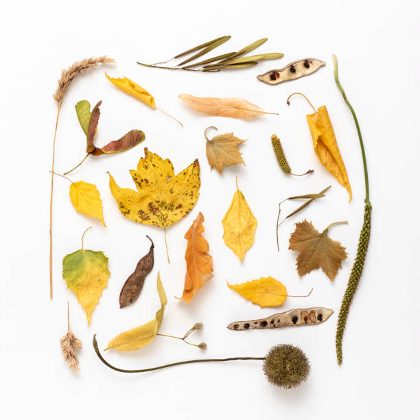 istock Autumn background from dry leaves and seeds. 1408078831