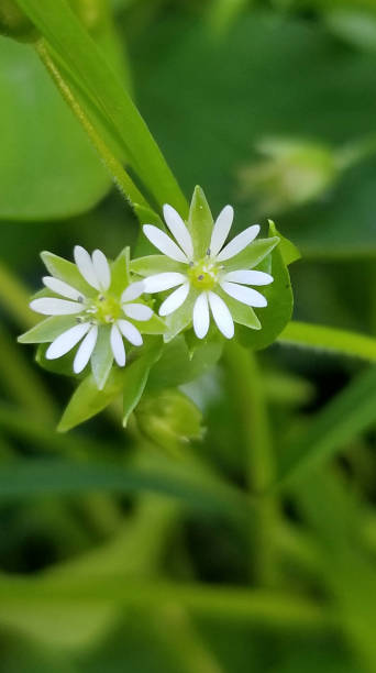 istock LITTLE WHITE FLOWER IN THE GARDEN 1408078990