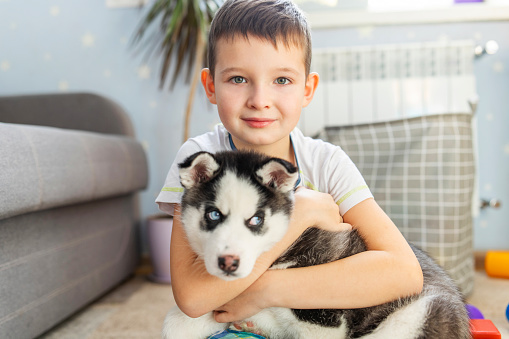 Cute child boy hugging a puppy of siberian husky dog sitting on the floor carpet at home. Love and domestic animals.