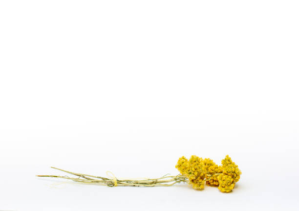 Helichrysum arenarium herb - immortelle on white background with copy space.