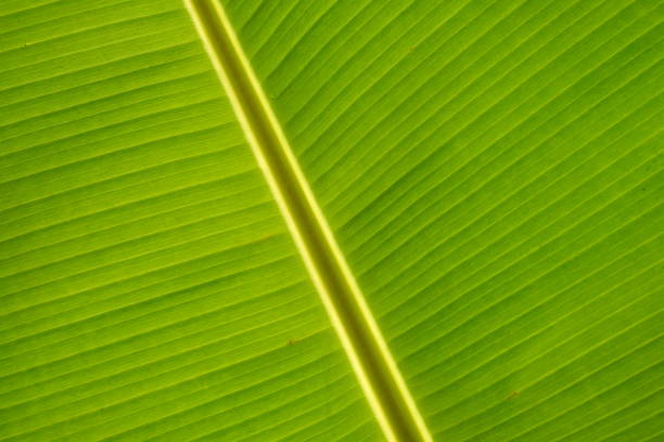 Sunlight shining through banana leaves showing veins of leaves patterns, texture and movement.  Color from dark green to light yellow.  Perfect for backgrounds and wallpaper with lots of copy space.