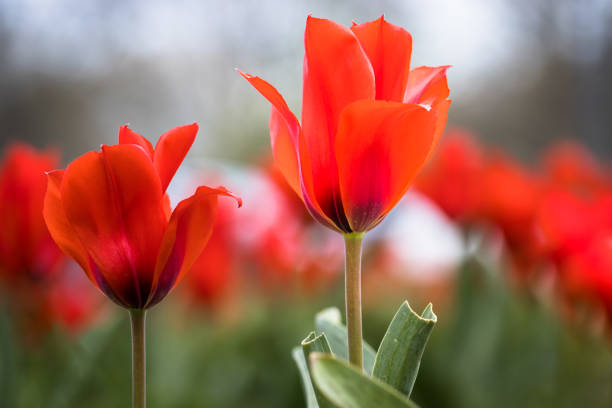 red tulips in a meadow in spring