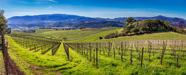 Vineyard Panoramic. Springtime green landscape with yellow mustard is growing in a very large vineyard. Trees are in the middle ground and distance. Mountains and blue sky is in the background.