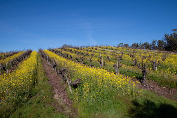 istock mustard in rows of vineyard 1408080847