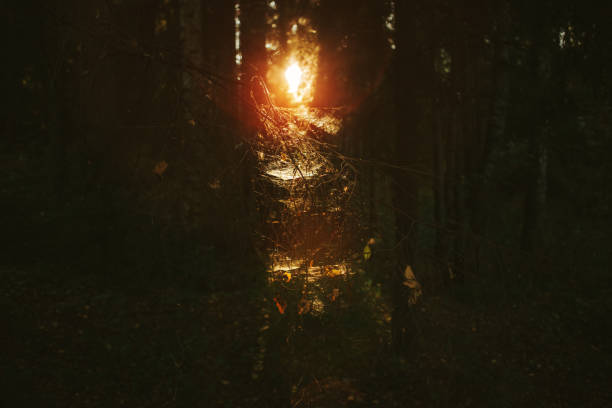 Forest Road Under The Rays Of The Setting Sun.autumn deciduous forest passes at dawn.tinted photos,stones lying on the path that runs through the Park, cobwebs sparkling in the sun, fresh air