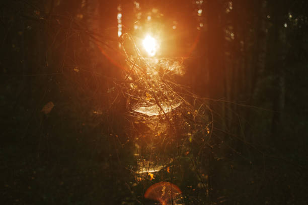 Rural sunrise scene in the country