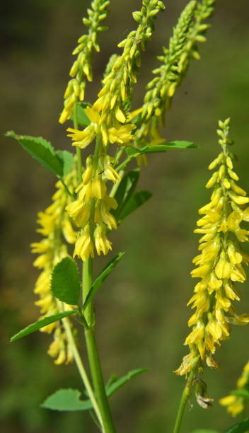 istock Melilot officinalis (Melilotus officinalis) blooms in nature 1408082216