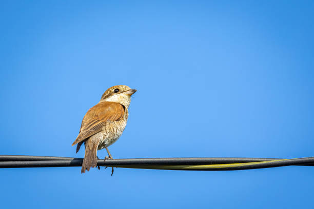 Animals series