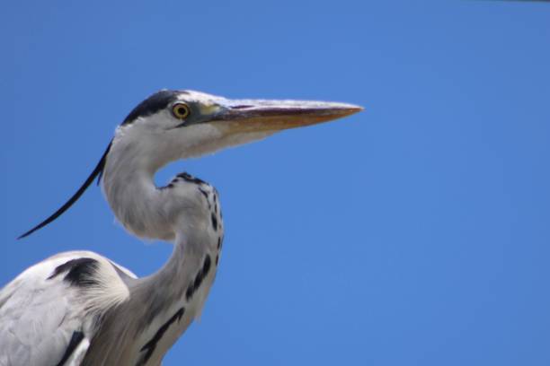 istock Grey heron in the blue sky. 1408084524