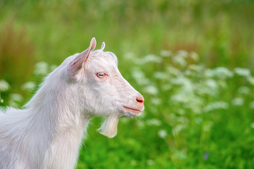 Capricorn observing his surroundings when sticking head out of the fence at a cage