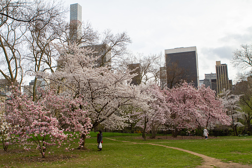 New York, NY - April 15 2022:  People enjoying the cherry and magnolia trees in Central Park