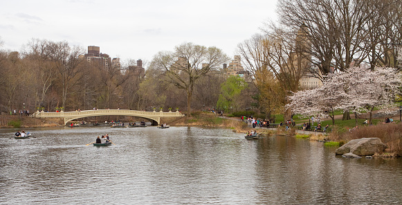 New York, NY - April 15 2022:  Flowers abound in Central Park as people enjoy the lake on row boats