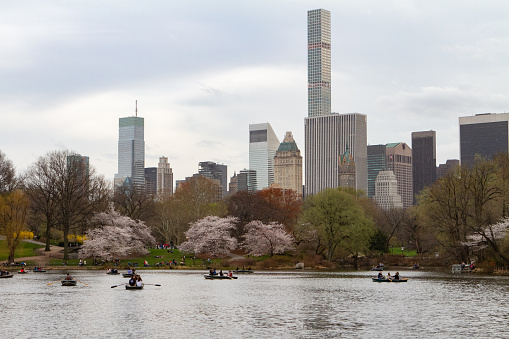 New York, NY - April 15 2022:  Flowers abound in Central Park as people enjoy the lake on row boats