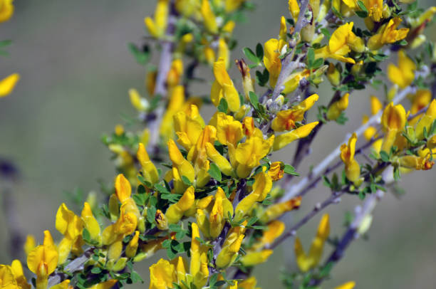 In spring (Chamaecytisus ruthenicus) blooms in nature In the spring (Chamaecytisus ruthenicus) blooms in the wild bright yellow laburnum flowers in garden golden chain tree image stock pictures, royalty-free photos & images
