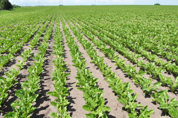 istock On the farm field grow sugar beets 1408086328