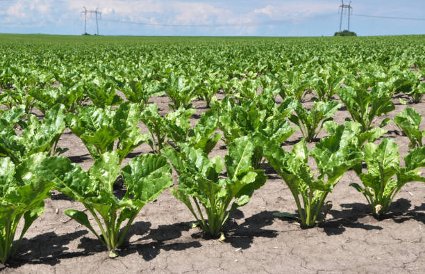 istock On the farm field grow sugar beets 1408086349